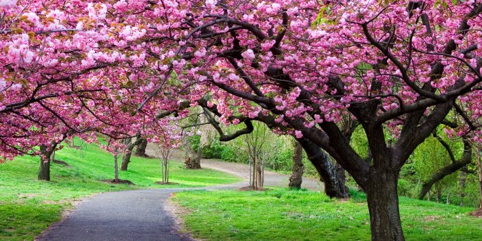 3840x2160 305 Cherry Blossom HD Wallpapers | Background Images