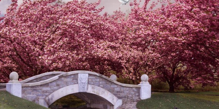 3840x2160 Wallpaper Japan, 5k, 4k wallpaper, blossom, cherry, bridge, river