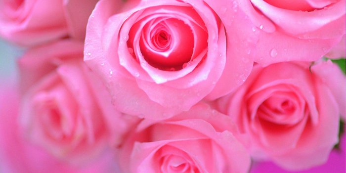 3072x2048 60+ Most Beautiful Pink Flowers Wallpapers - Download at WallpaperBro