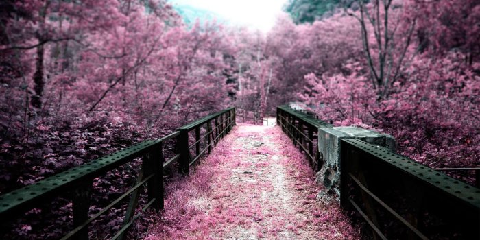 2560x1600 Sakura Flower Wallpapers