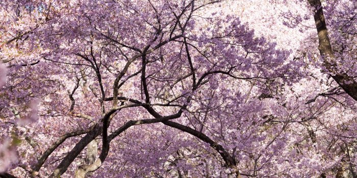 5120x3200 Pink Cherry Blossom Tree Japan ❤ 4K HD Desktop Wallpaper for 4K