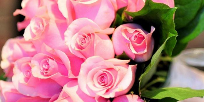 2048x2048 Happy Rose Day Most Beautiful Pink Flowers Hd Wallpapers - Beautiful