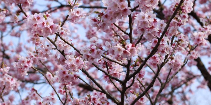 3840x2560 3063187 beautiful flowers, cherry blossom, japan, pink 4k wallpaper