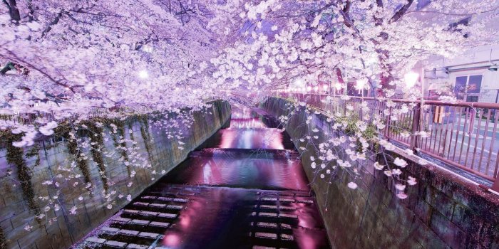 1920x1080 Japan Cherry Blossom Wallpapers - Top Free Japan Cherry Blossom