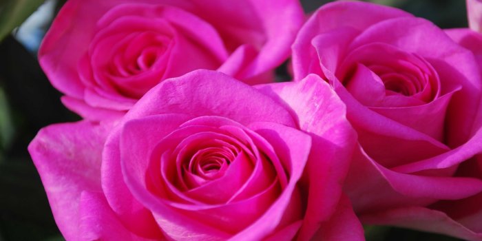 2560x1440 70+ Beautiful Roses Wallpapers on WallpaperPlay