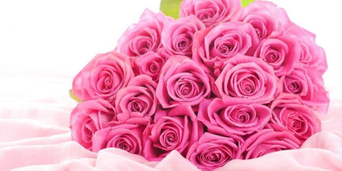 1280x804 Pink rose wallpaper | Beautiful Pink Rose Flowers Wallpapers | All
