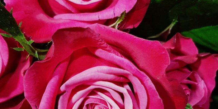 1049x1712 Susan Rose❤ | Roses | Flowers, Beautiful roses, Rose