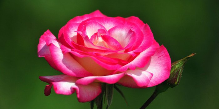 1920x1080 Download Most Beautiful Pink Roses HD Wallpapers Flowers Pictures