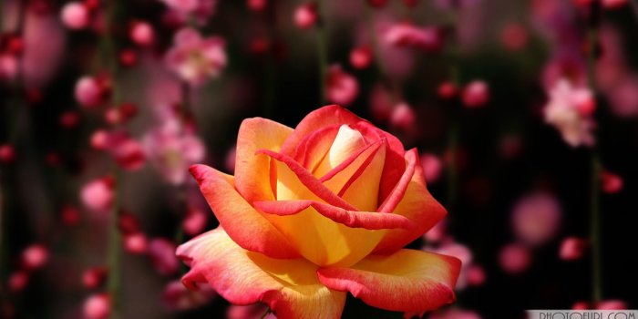 1920x1200 Pink Floral Wallpapers (57+ images)