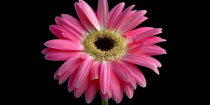 1920x1200 Download Most Beautiful Pink Flower Wallpaper HQ Wallpapers HQ