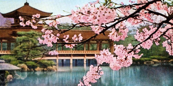 2000x1333 Lake With Cherry Blossoms And Shrine - Japan