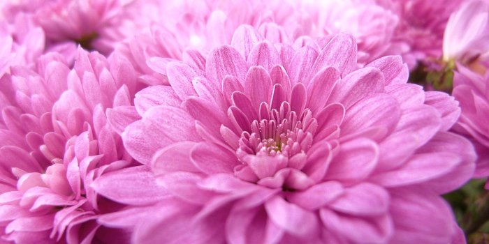 1920x1080 Beautiful Pink Flowers HD wallpaper