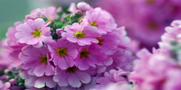 1366x768 Free Download HD Beautiful Pink Little Flower Wallpaper - Download
