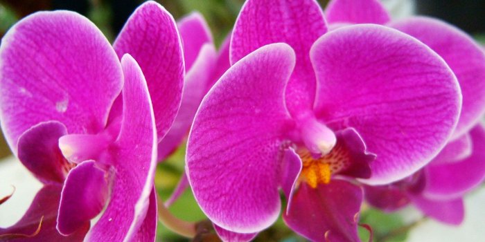 1920x1200 Beautiful Pink Flowers #4207342, 1920x1200 | All For Desktop