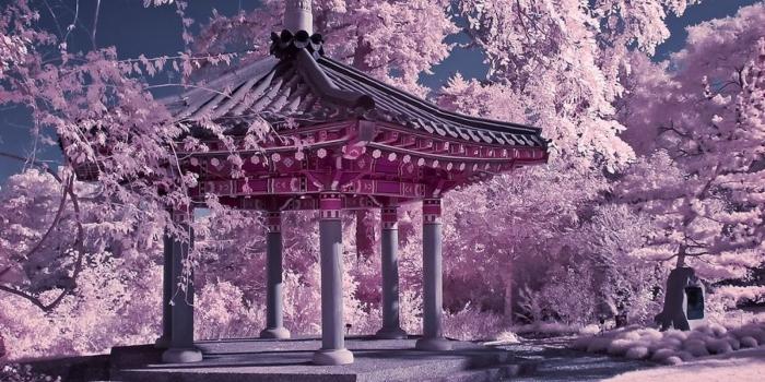1920x1080 Cherry Blossom Chinese Garden (#441068) - HD Wallpaper Download