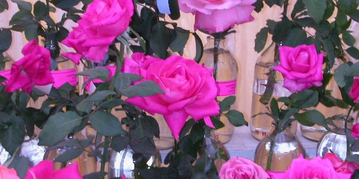 1024x768 Rose - Beautiful Rose Flower Hd Wallpapers For Mobile Free Wallpaper