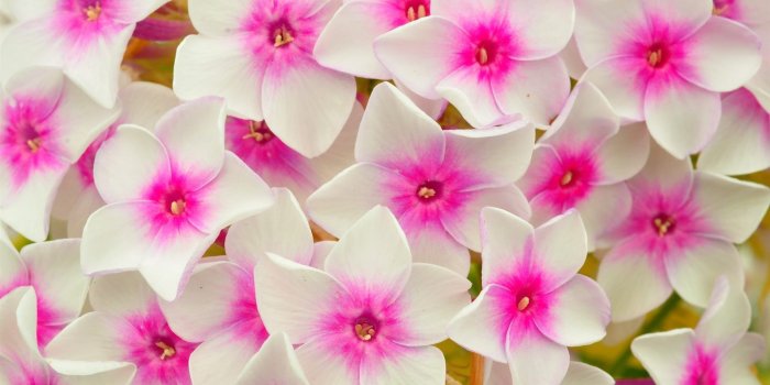 1920x1200 Most Beautiful Flowers Wallpapers 1920x1200