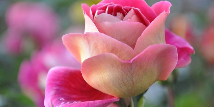 1920x1200 Beautiful Flowers Wallpaper (60+ images)