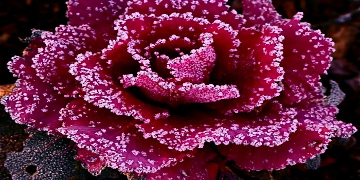 1920x1080 Red Roses Most Popular Rose Rose Beautiful Rose Red - Rose Flowers