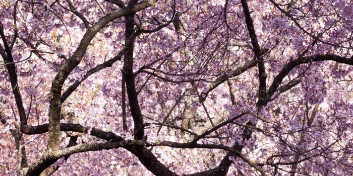 1440x2560 Pink Cherry Blossom Tree Japan ❤ 4K HD Desktop Wallpaper for 4K