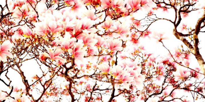 1203x720 Sakura Japanese Flower Wallpaper | Wallpapers Quality