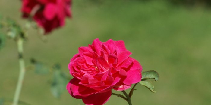 1600x1200 World Beautiful Flowers Wallpaper Group (0+)