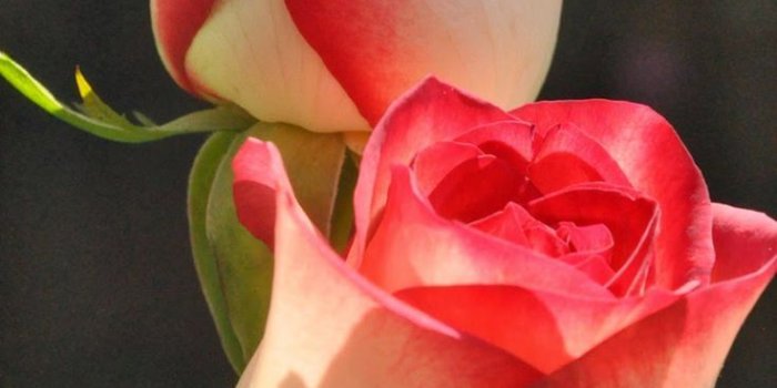 736x1108 Download Most Beautiful Flower Wallpaper World Colourful