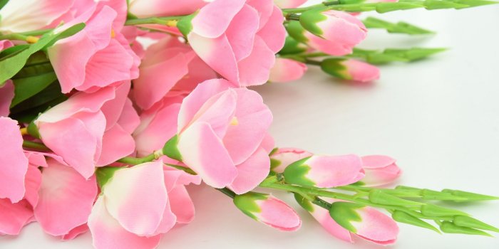 1920x1080 Most Beautiful Pink Flowers Wallpaper