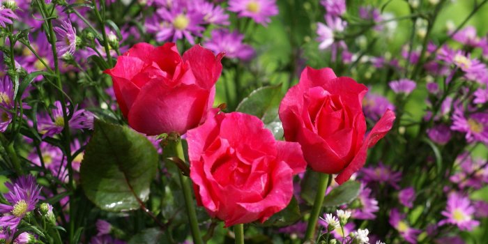 1600x1200 Roses wallpapers: Most beautiful roses free computer wallpapers