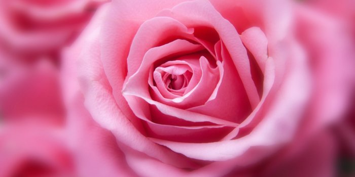 2560x1600 Beautiful Pink Rose wallpapers | Freshwallpapers