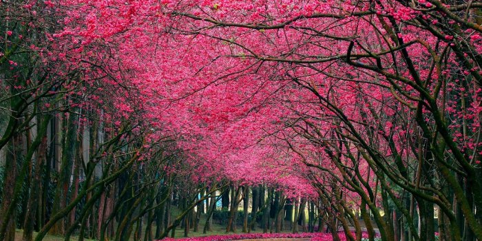 1600x1000 Most Beautiful Flowers Wallpaper For Laptop Hd Wallpapers - Pretty