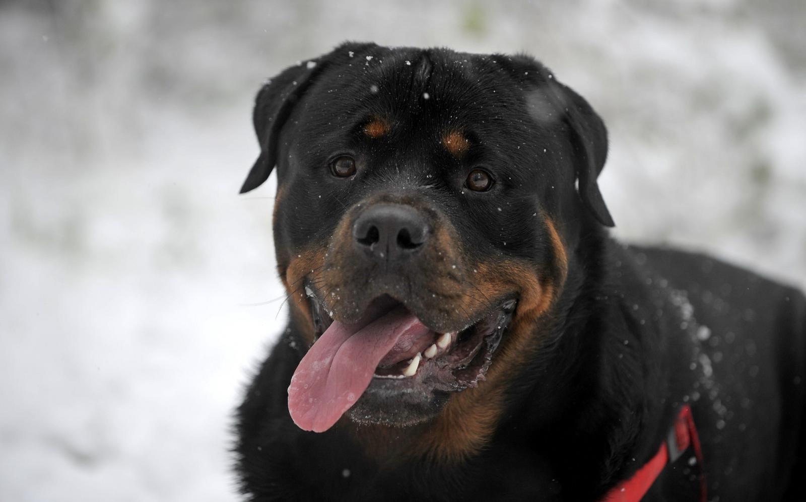 3420x2132 Givenchy Dog Wallpaper - Dogs Wallpapers and Backgrounds