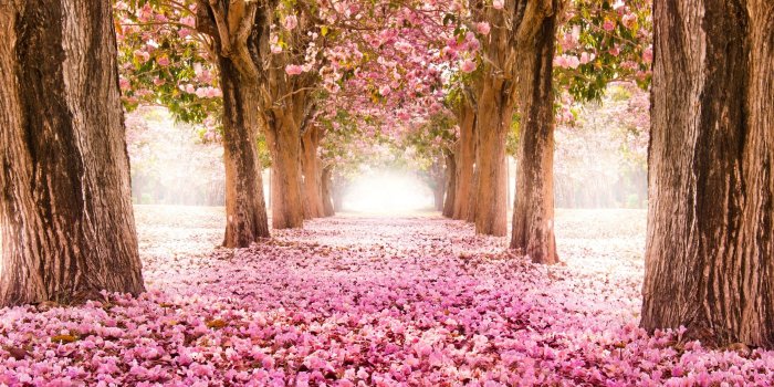 3840x2160 Spring In Japan Cherry Blossom 4k Ultra Hd Wallpapers For Desktop