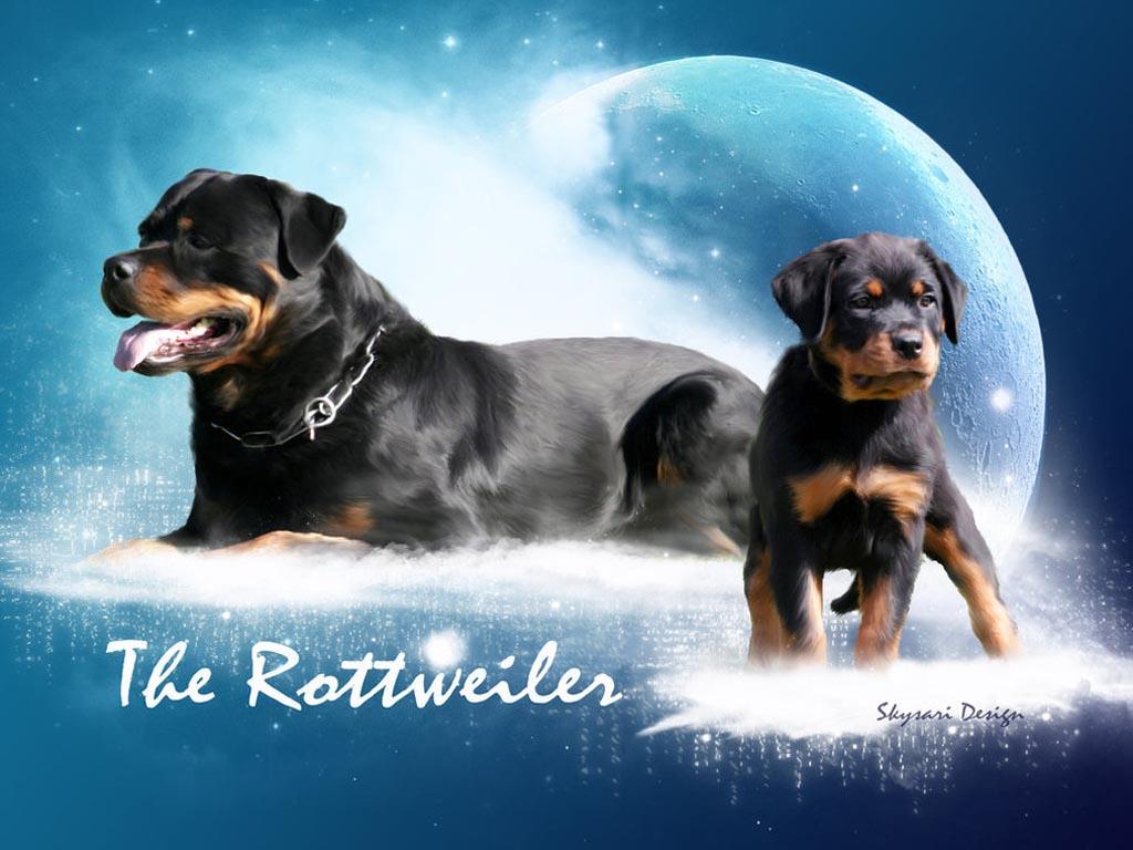 1024x768 Givenchy Rottweiler Wallpaper (48+) - HD Nice Wallpapers