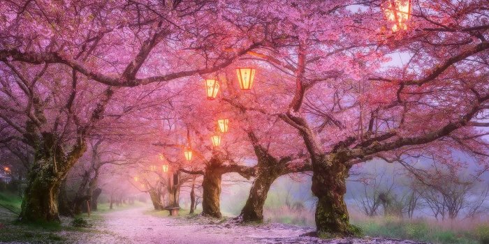 1920x1080 Japan Cherry Blossom Wallpapers - Top Free Japan Cherry Blossom