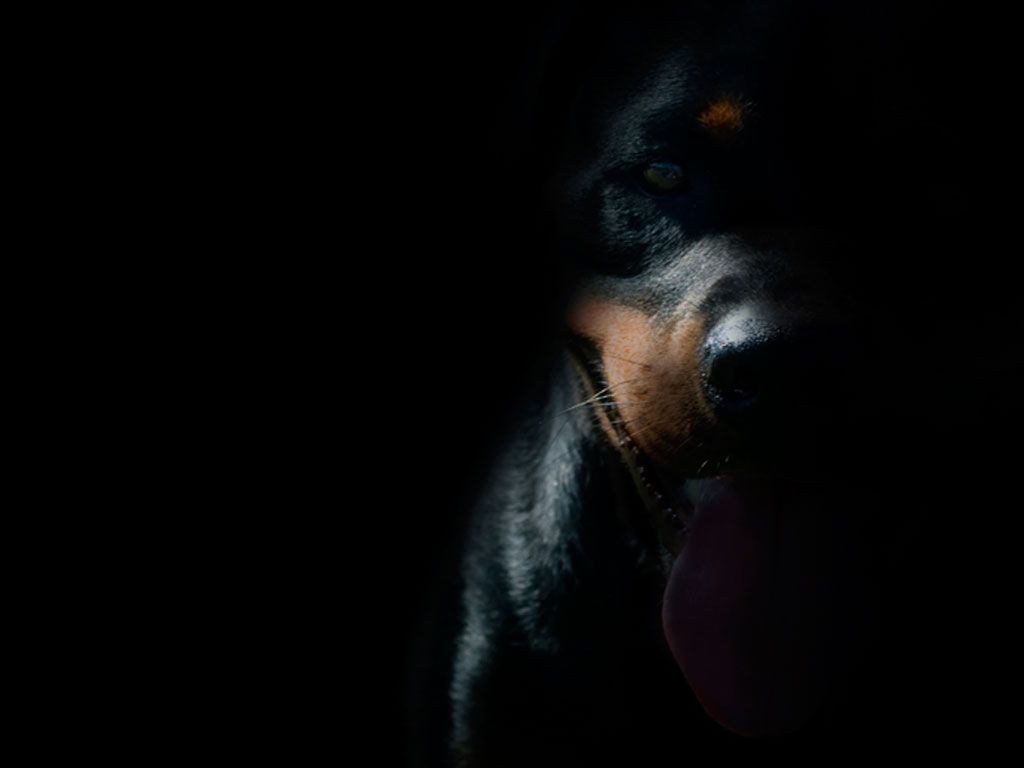 1024x768 Givenchy Rottweiler Wallpaper | (48++ Wallpapers)