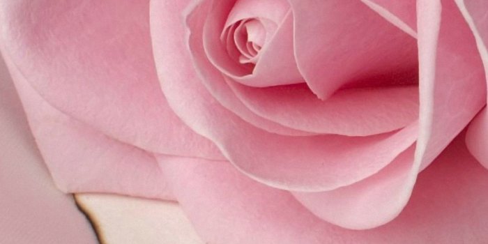 1080x1920 Mobile - Most Beautiful Pink Rose Free Wallpaper & Backgrounds