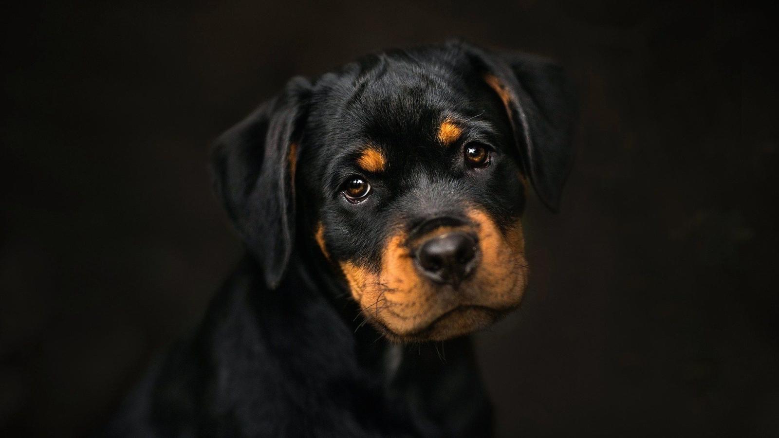 1920x1080 Givenchy Rottweiler Wallpaper - (48+ pictures)
