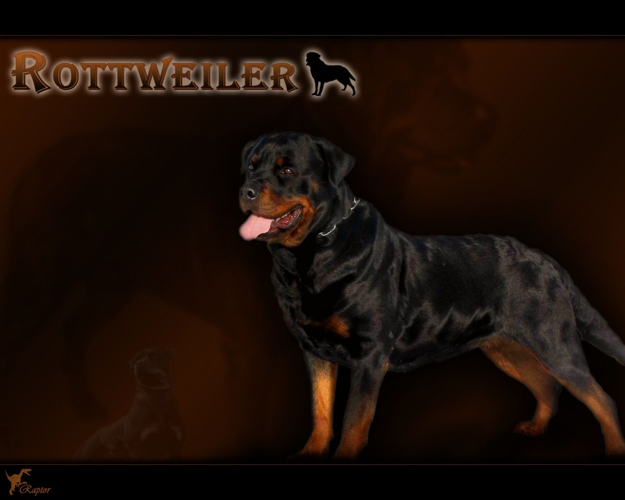 1280x1024 Givenchy Rottweiler Wallpaper (48+) - HD Nice Wallpapers