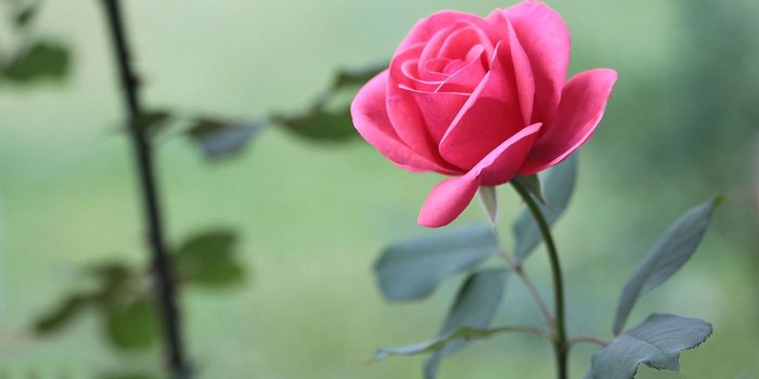 1920x1080 Most Beautiful Rose HD Wallpaper Free Download HD Wallpapers