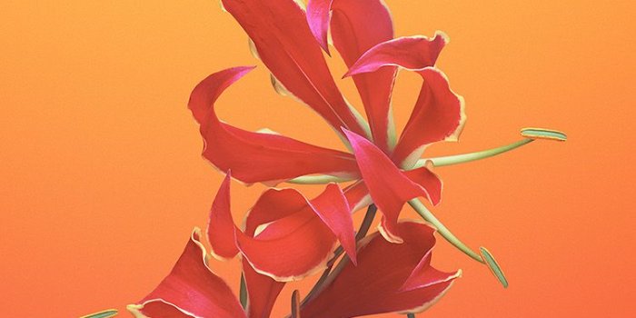750x1334 FreeiOS8.com | iPhone wallpaper | bd18-apple-ios11-iphonex-flower
