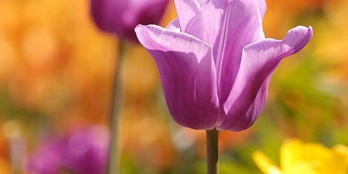 1080x1920 Purple tulips, spring flowers 1080x1920 iPhone 8/7/6/6S Plus