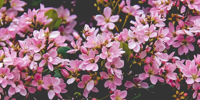 1125x2436 Nv68 Flower Pink Spring Happy Nature - Flower Iphone 8 Plus Free