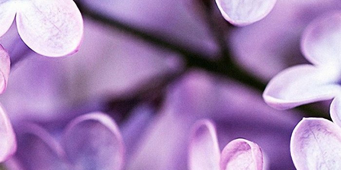 1440x2560 40+ Cute Flower iPhone Wallpapers - Download at WallpaperBro