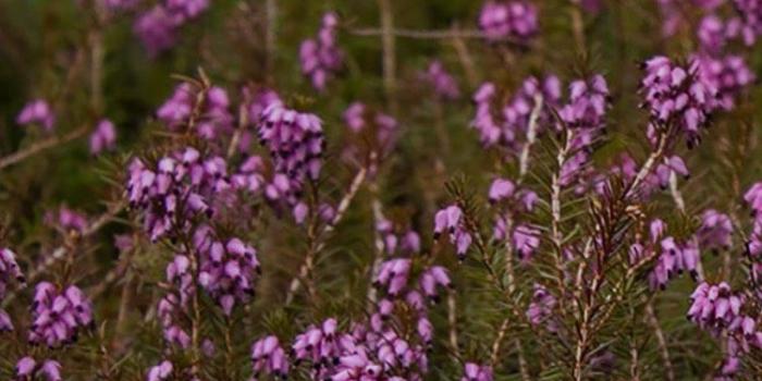 750x1334 Dreamy Pixel | Free Iphone Wallpaper: Pink spring flowers - Dreamy Pixel