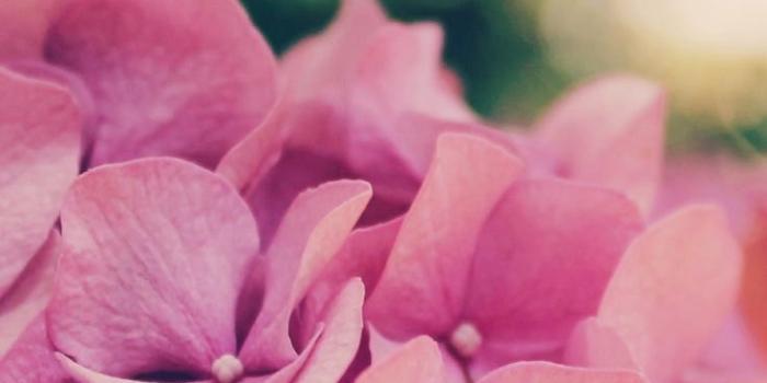 736x1308 27 Floral iPhone 7 Plus Wallpapers for a Sunny Spring | Preppy
