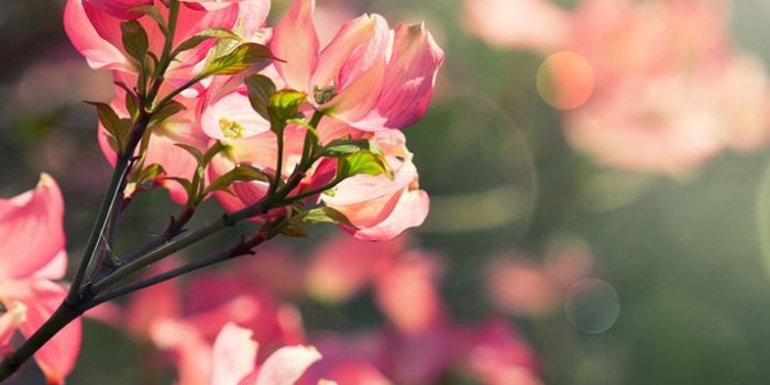 716x1334 Floral iPhone Wallpapers - Top Free Floral iPhone Backgrounds