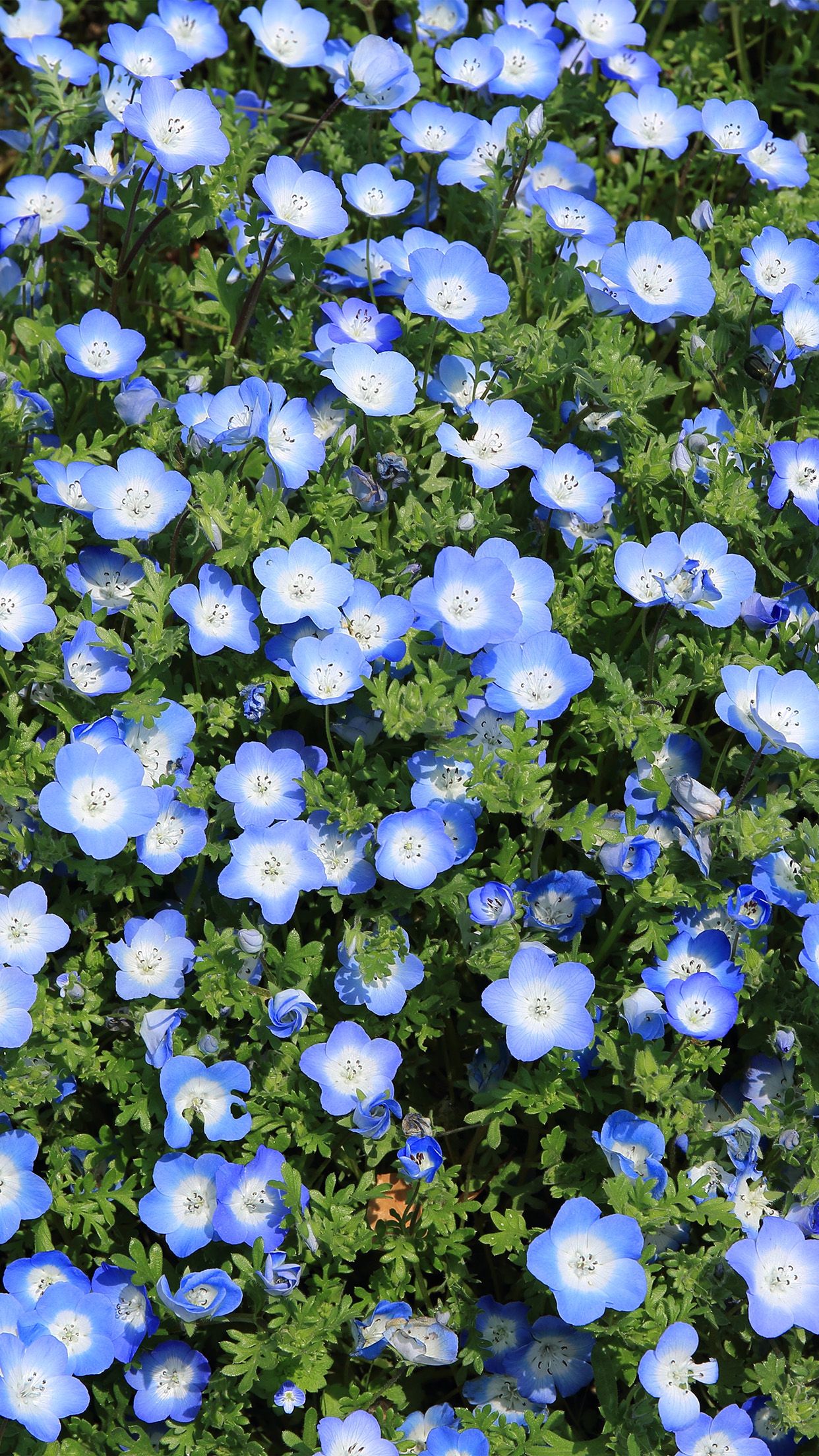 1242x2208 iPhonepapers.com | iPhone 8 wallpaper | nn48-flower-spring-blue-nature