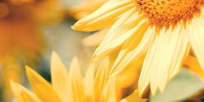 698x1414 Spring Flowers iPhone Plus Wallpaper Flowers iPhone | Parrot Care in