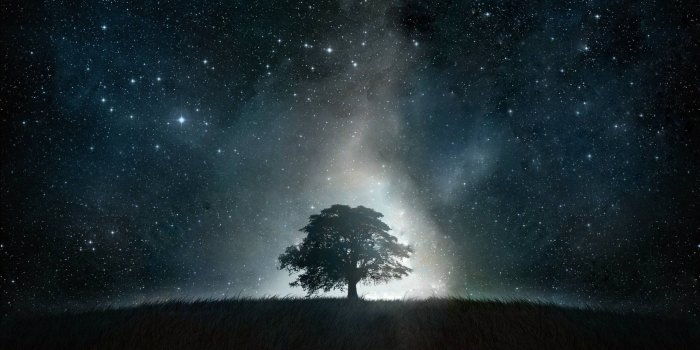2560x1440 Black Tree Galaxy | High Def Wallpaper | Night sky wallpaper, Tree